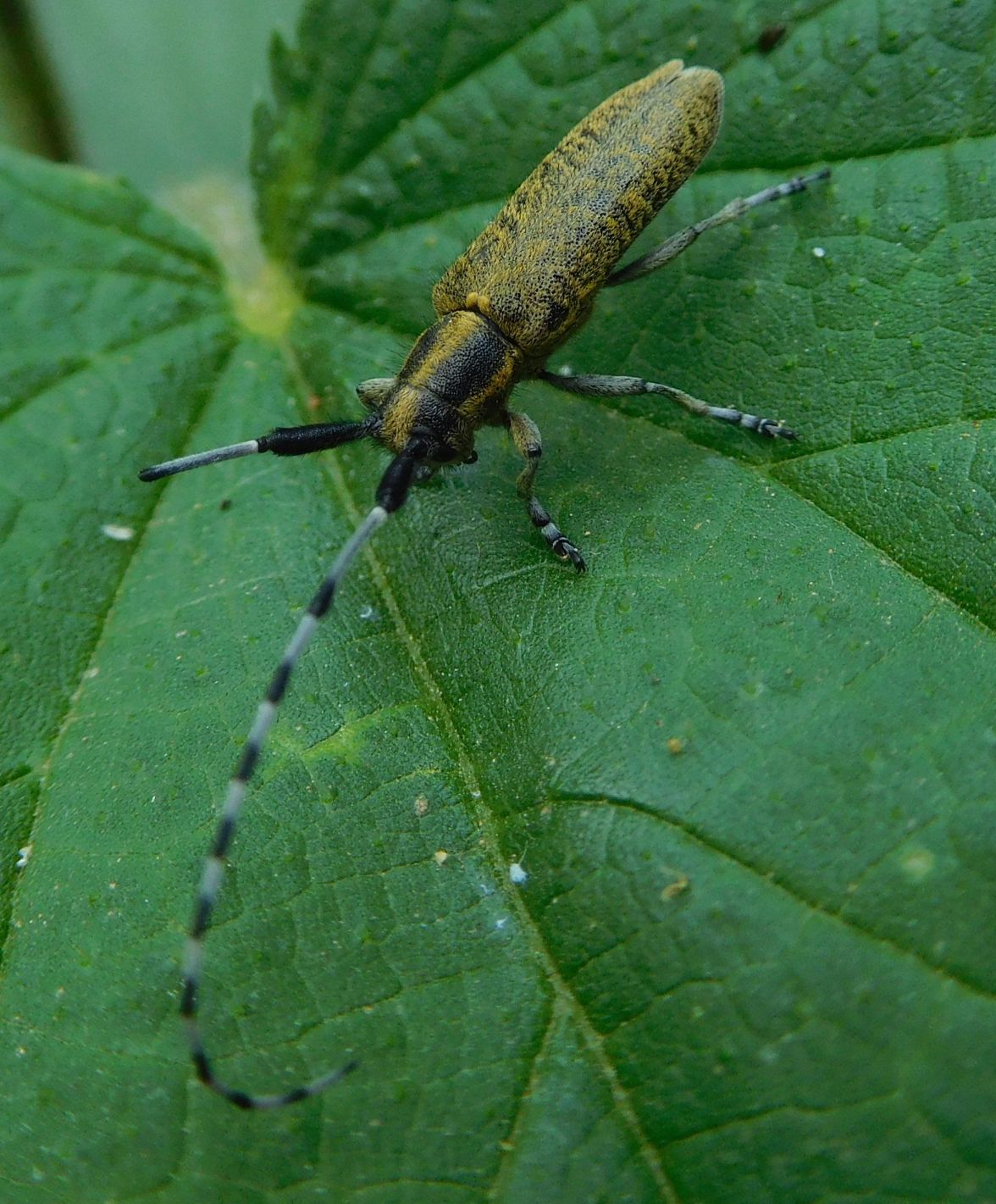 Cerambycidae: Agapanthia villosoviridescens