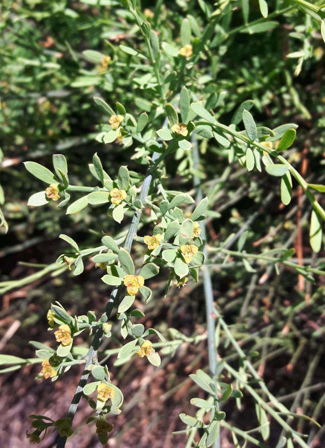 Osyris alba (Santalaceae)