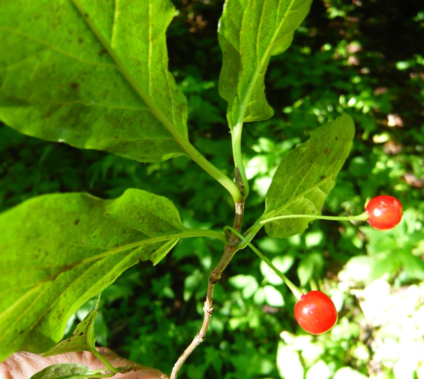 Lonicera alpigena  (Caprifoliaceae)