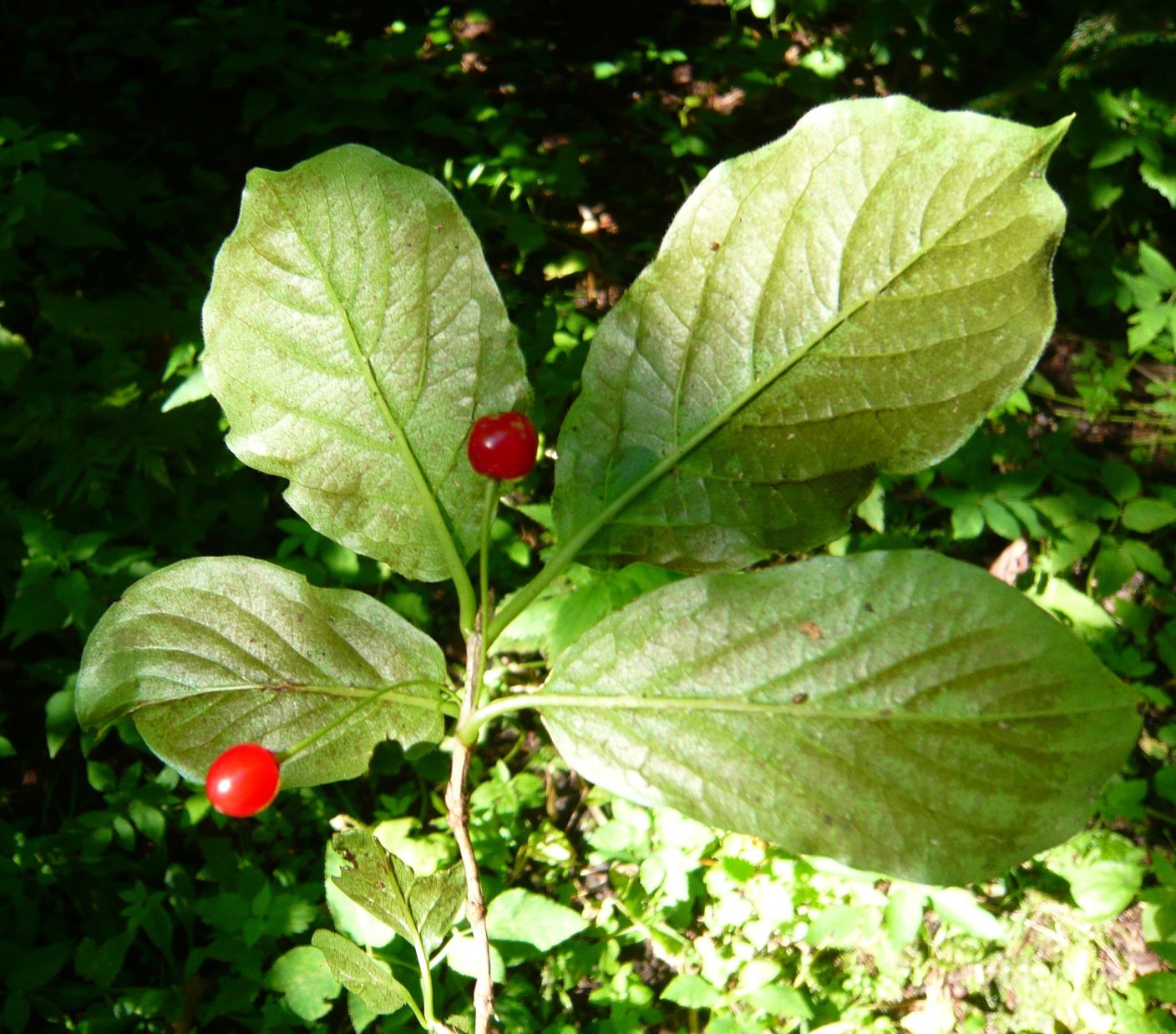 Lonicera alpigena  (Caprifoliaceae)