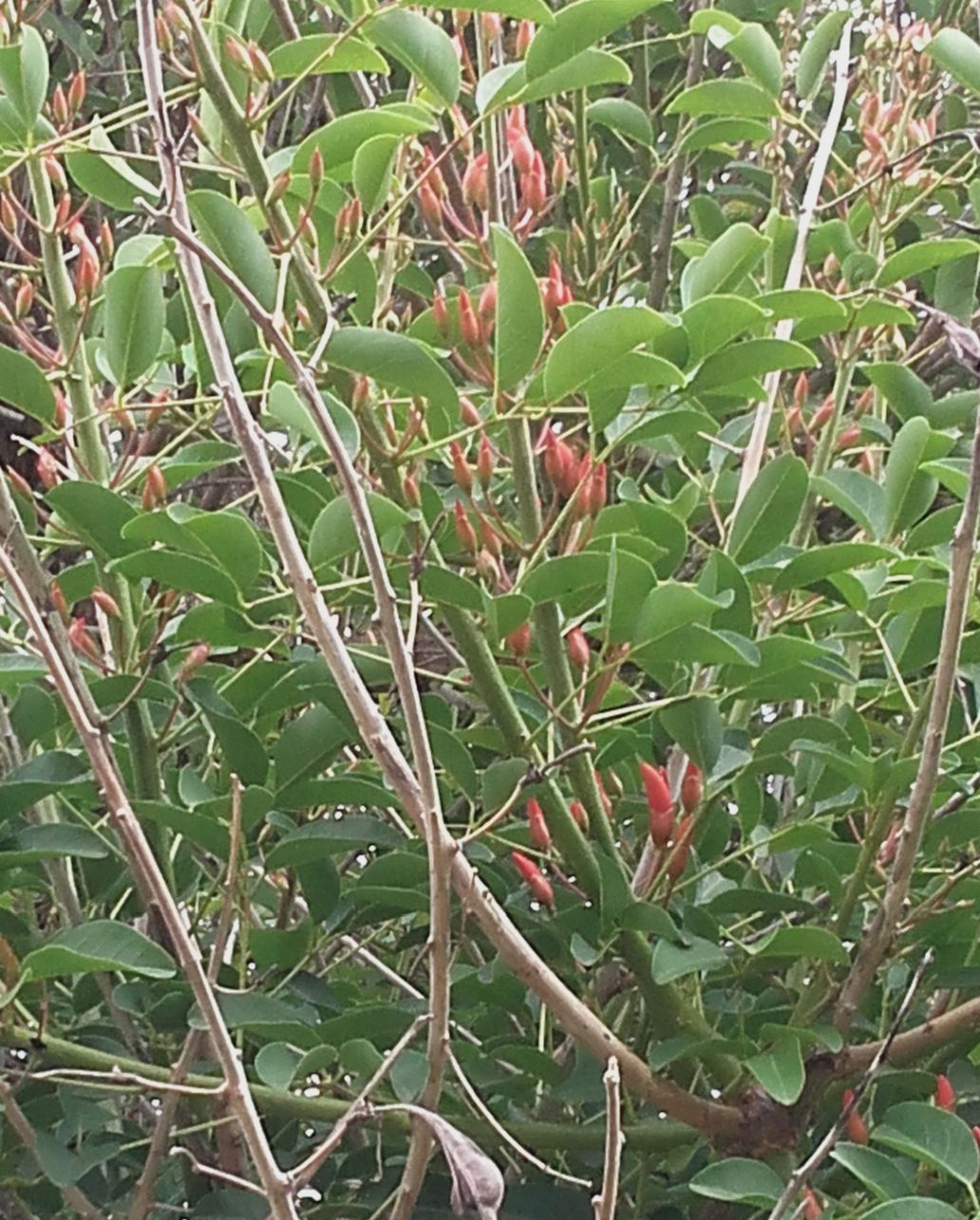 Erythrina crista-galli (Fabaceae)