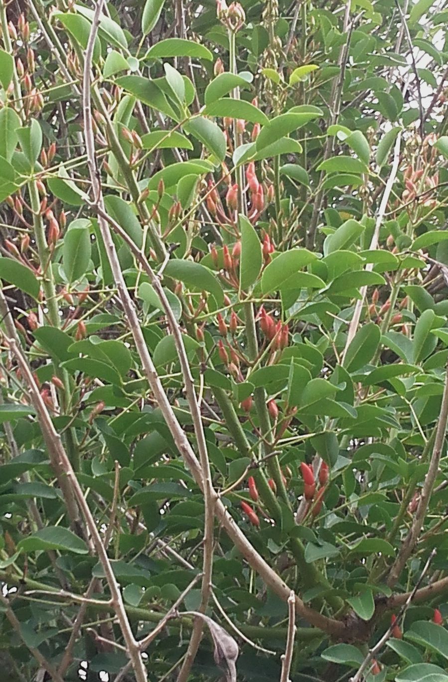 Erythrina crista-galli (Fabaceae)