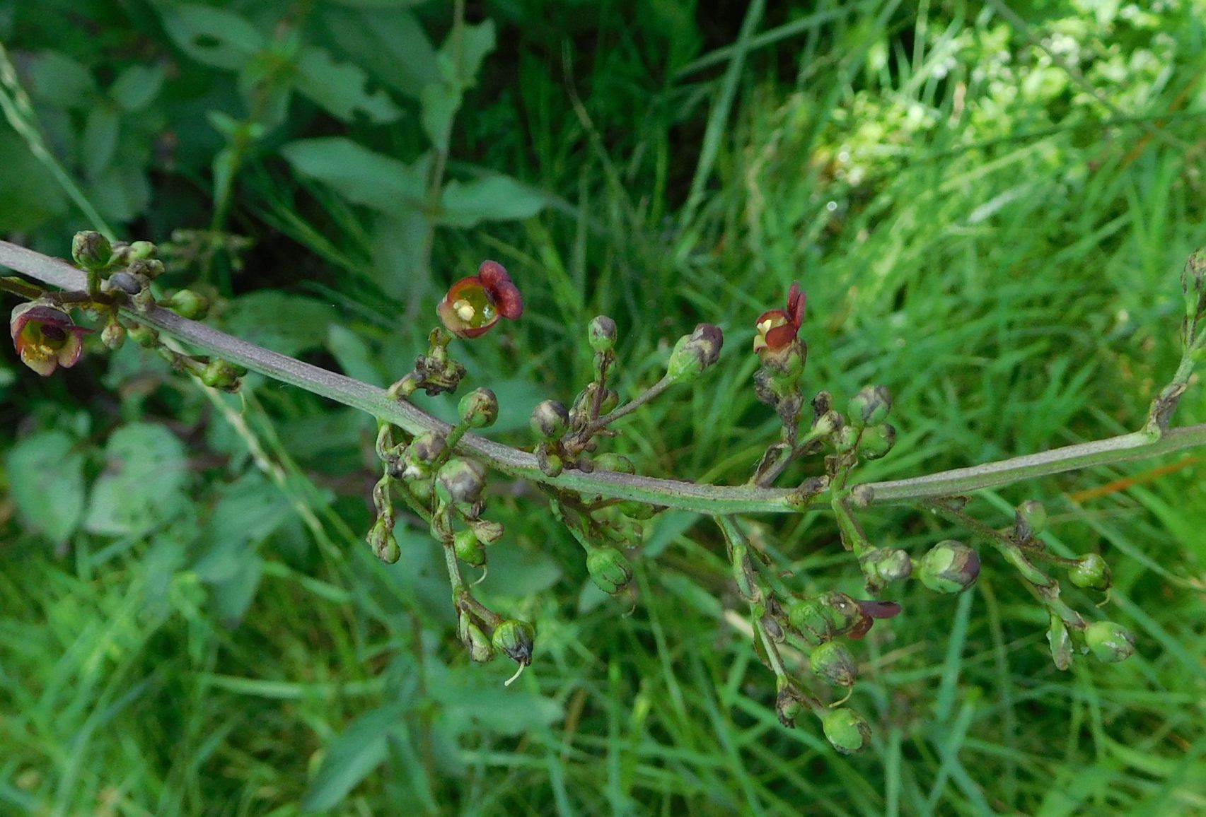 Quale Scrofularia ? Scrofularia auriculata