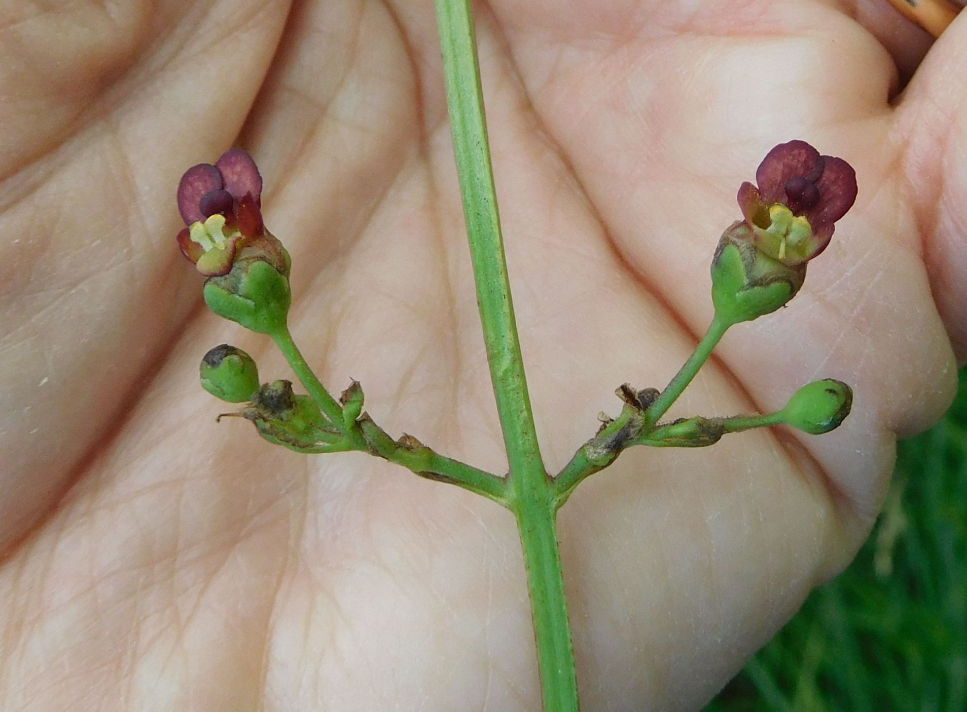 Quale Scrofularia ? Scrofularia auriculata