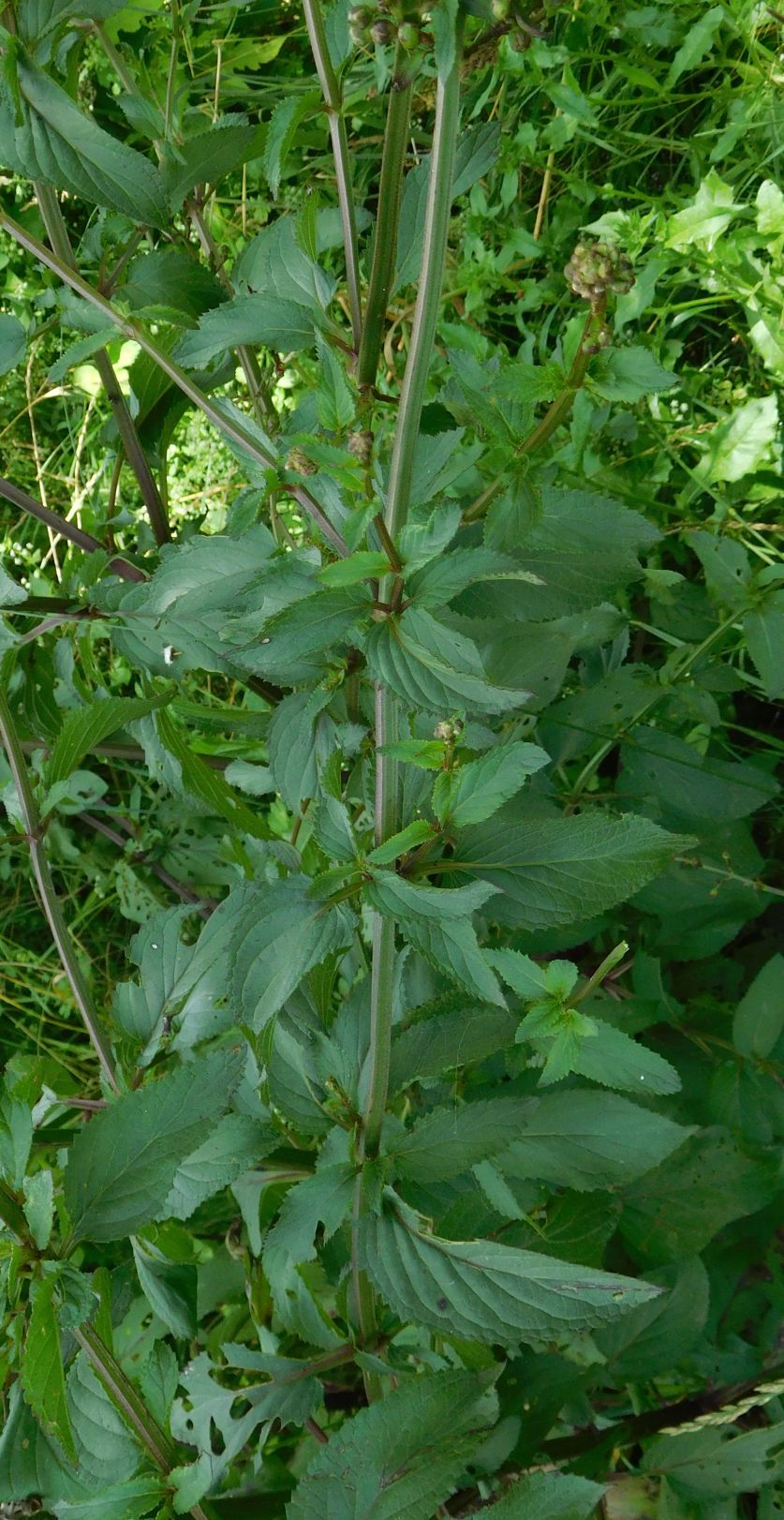 Quale Scrofularia ? Scrofularia auriculata