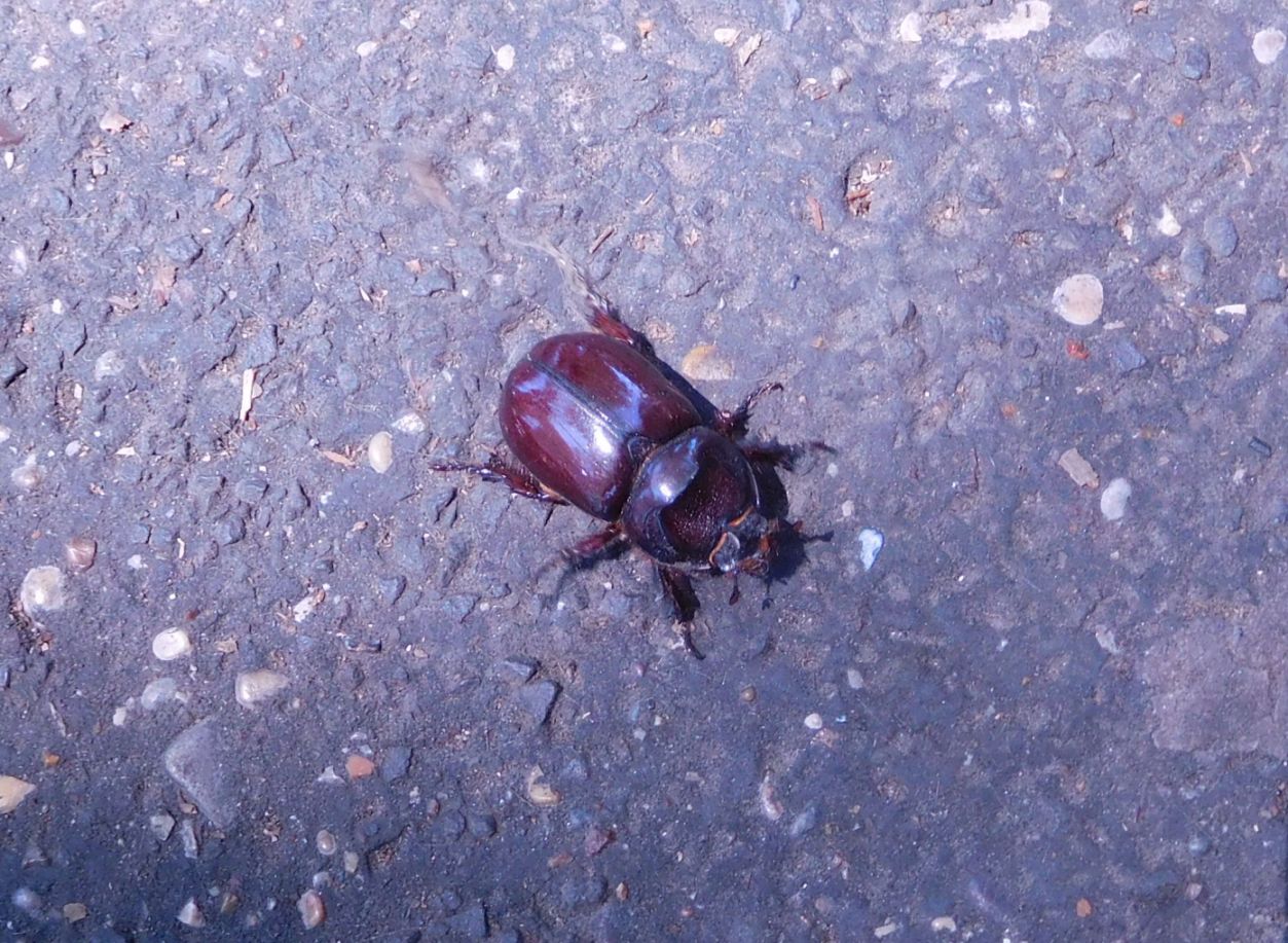 Oryctes nasicornis (Dynastidae),  malconcio