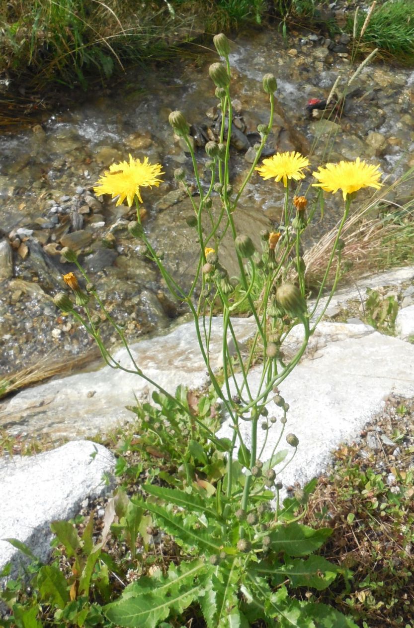 Asteraceae: Sonchus arvensis subsp. uliginosus