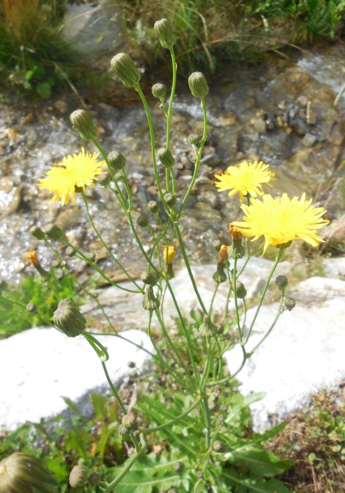 Asteraceae: Sonchus arvensis subsp. uliginosus