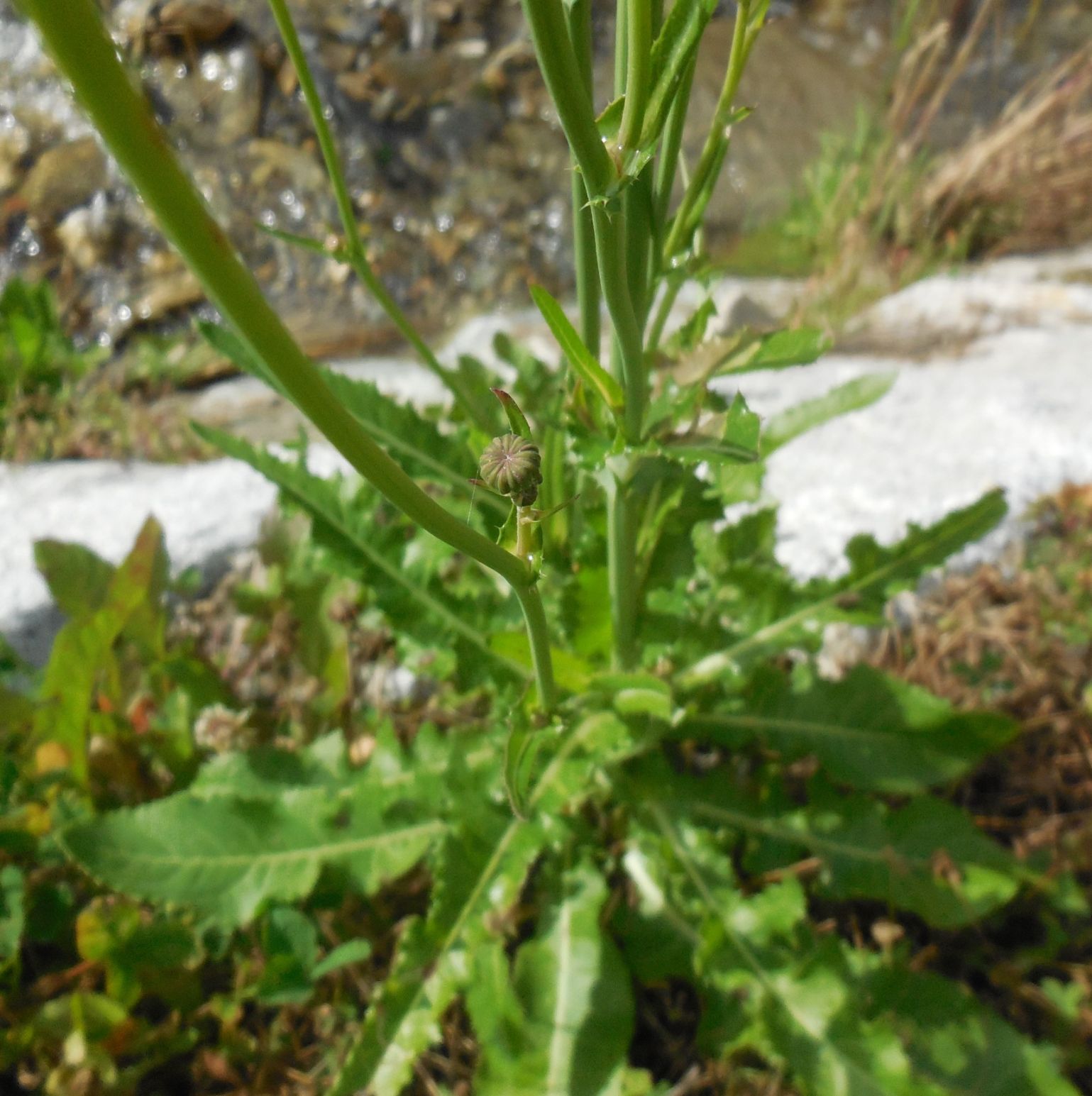 Asteraceae: Sonchus arvensis subsp. uliginosus