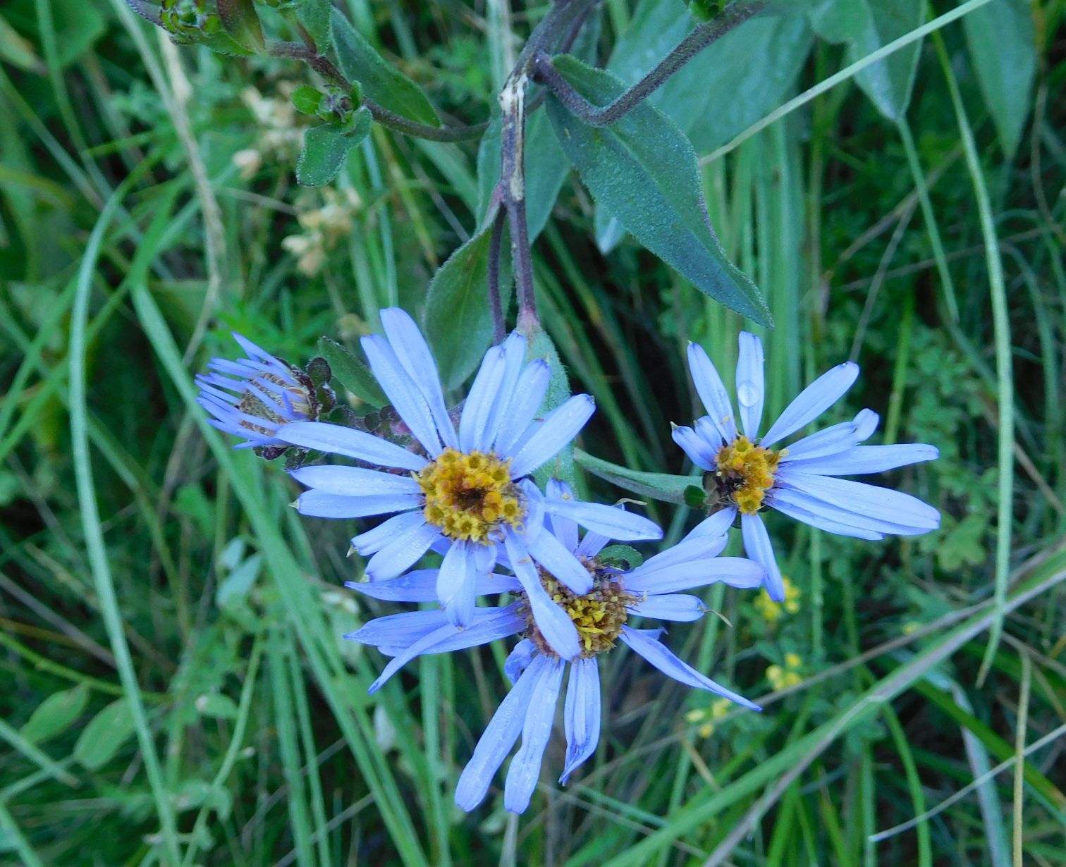 Asteraceae:  Aster amellus