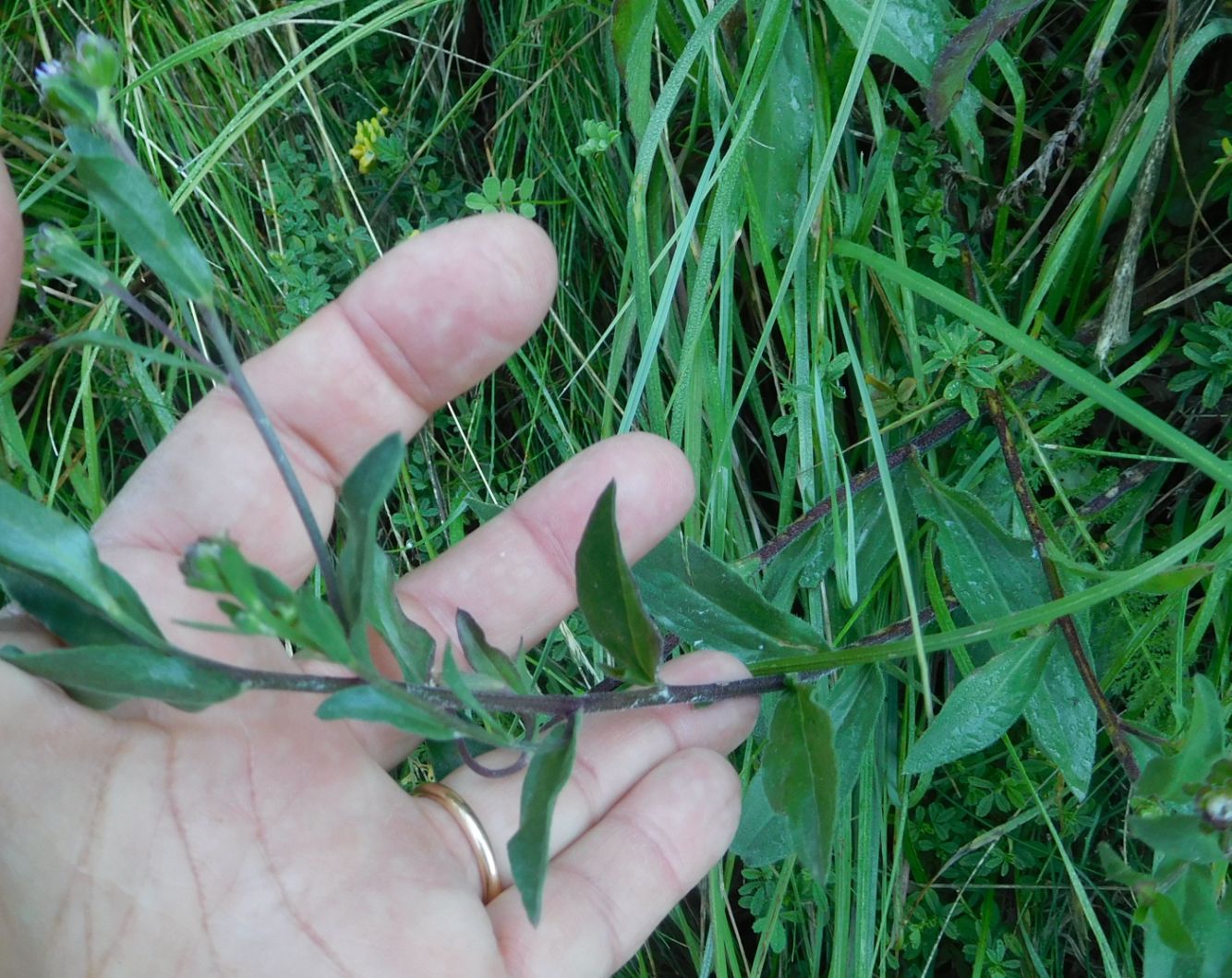 Asteraceae:  Aster amellus