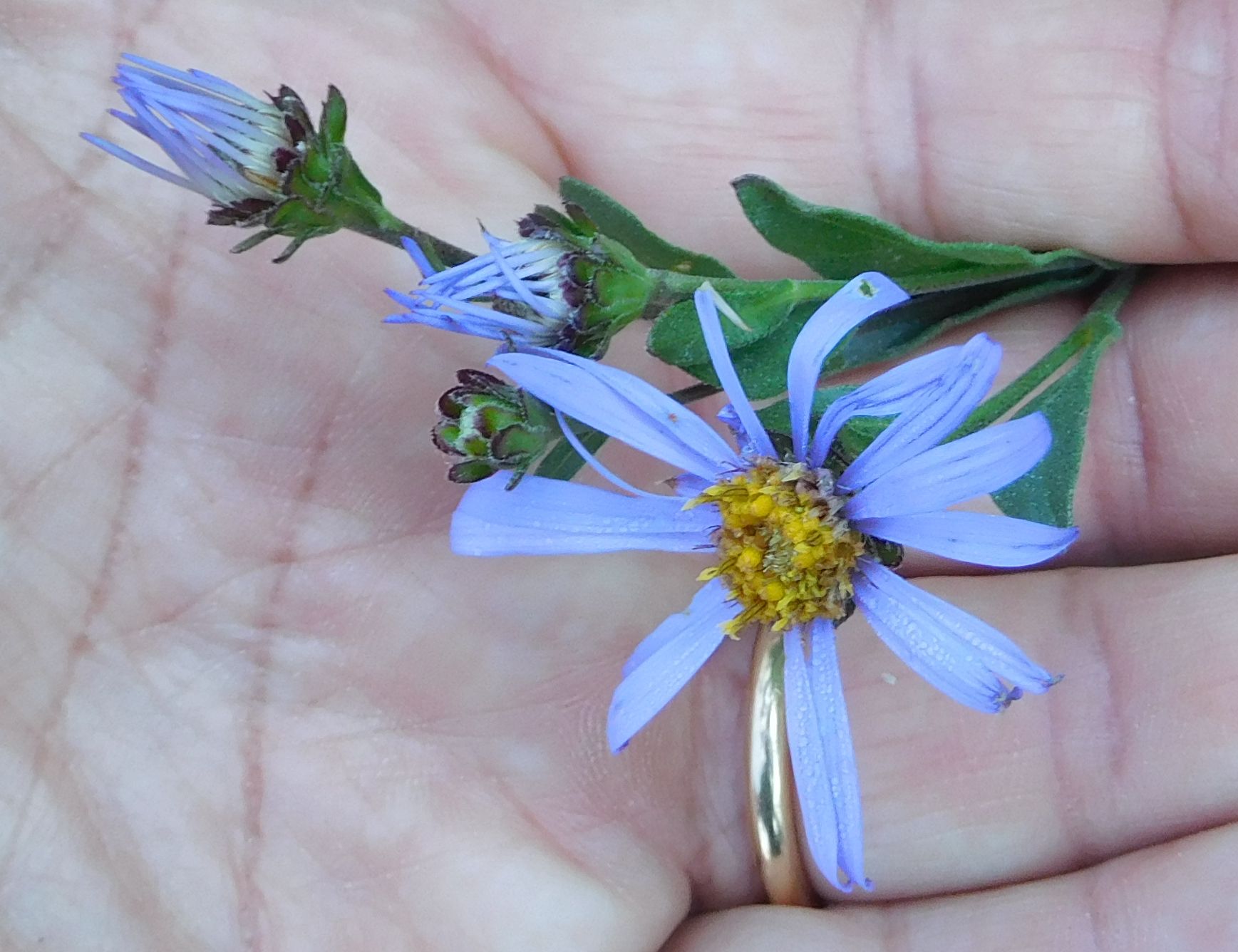 Asteraceae:  Aster amellus