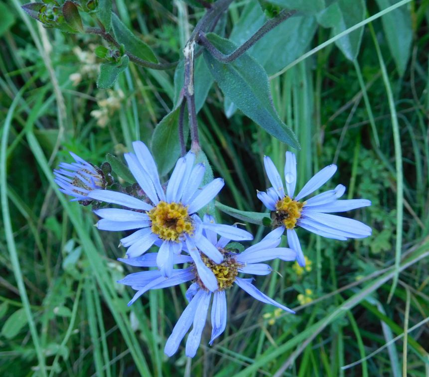 Asteraceae:  Aster amellus