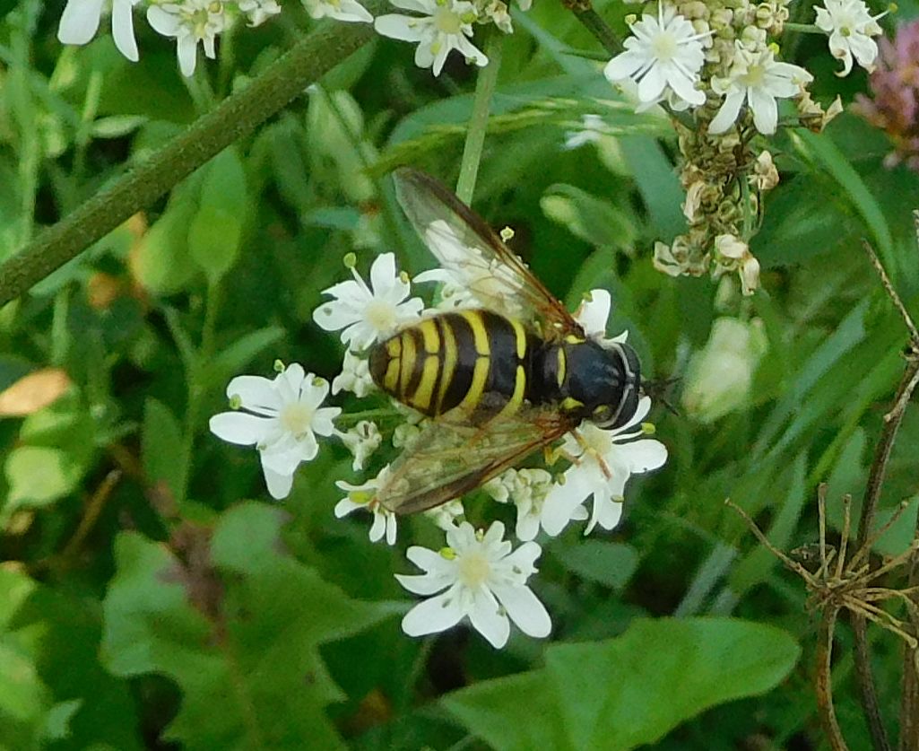 Syrphidae: Chrysotoxum sp.