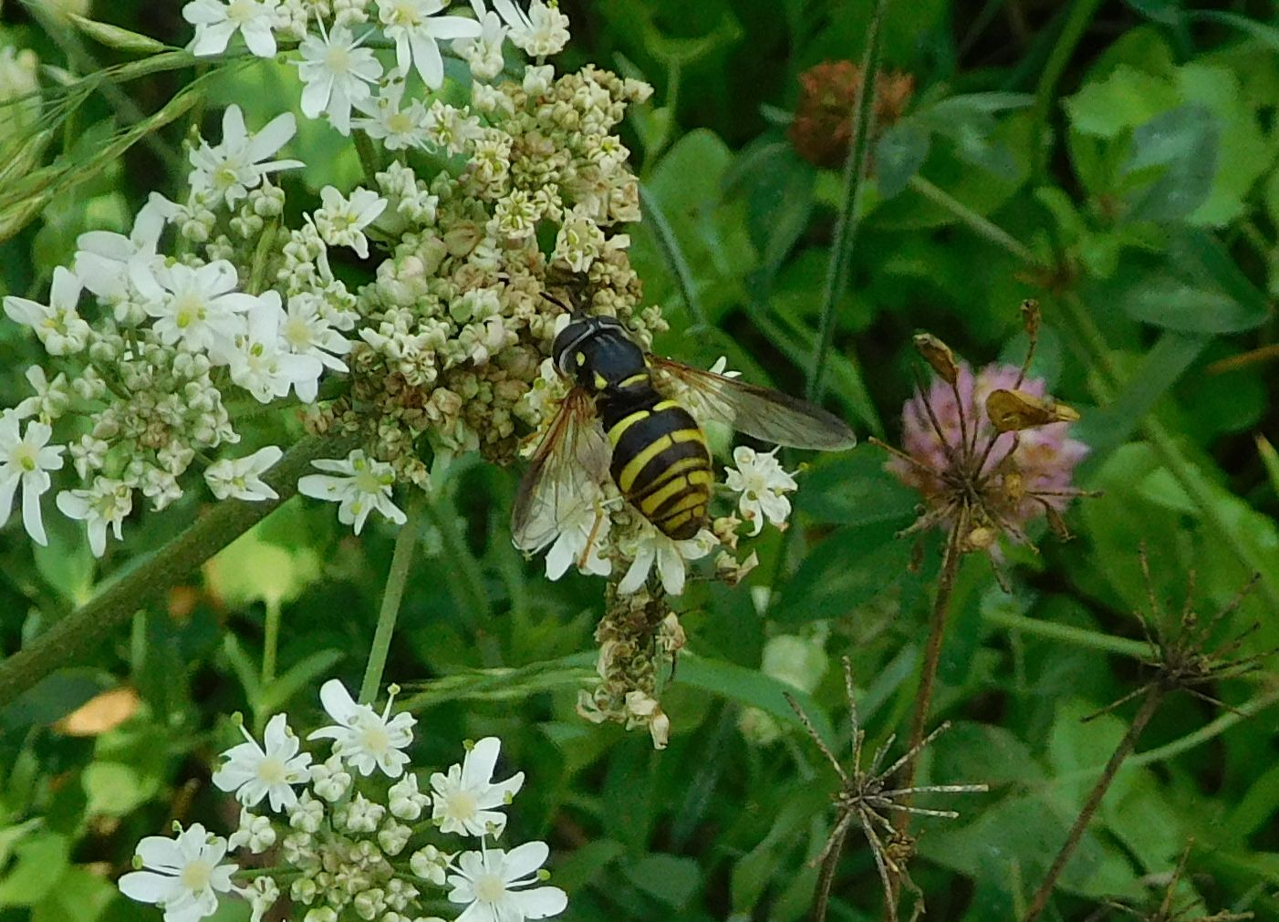 Syrphidae: Chrysotoxum sp.