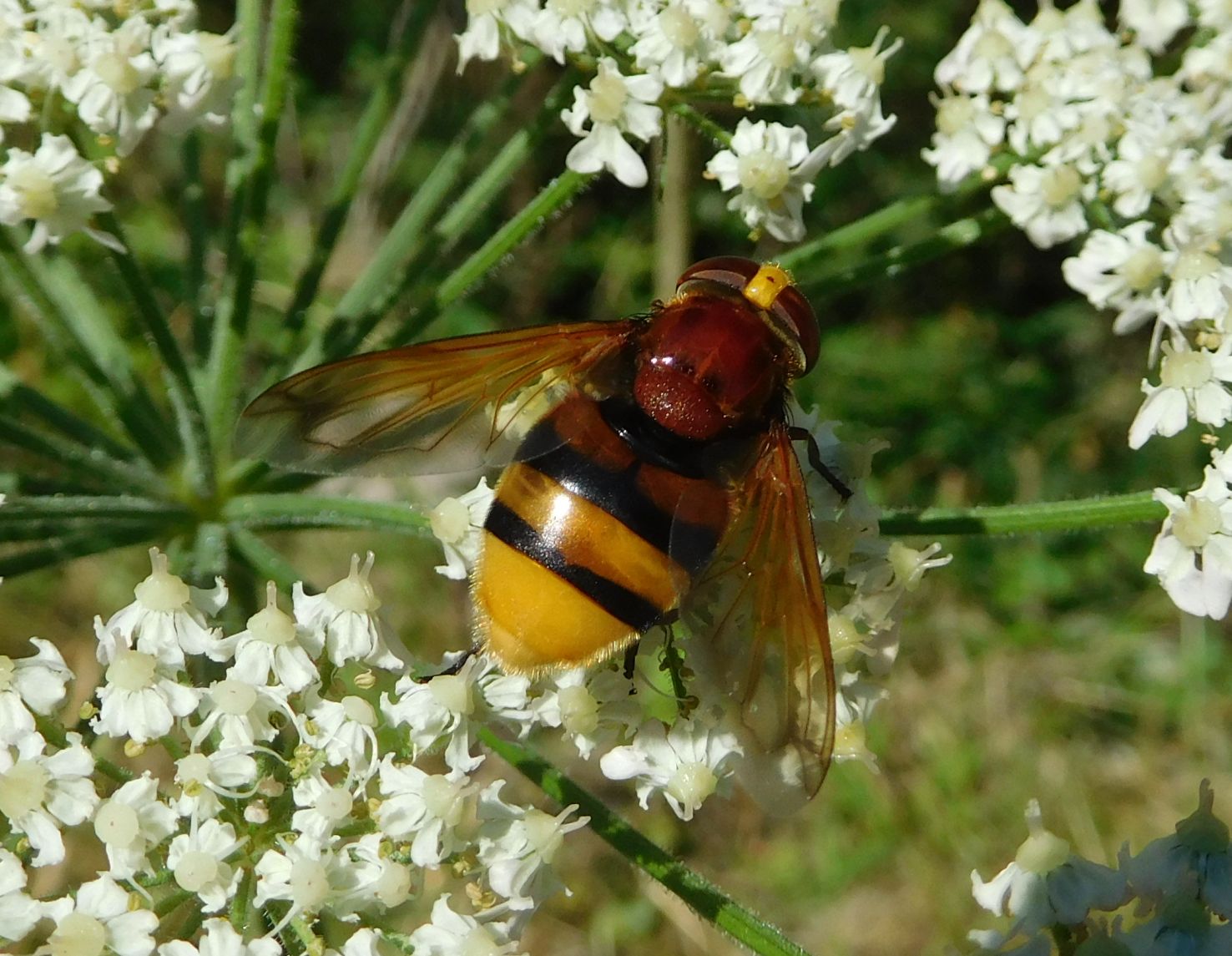 Syrphidae: Volucella zonaria ?  S, femmina