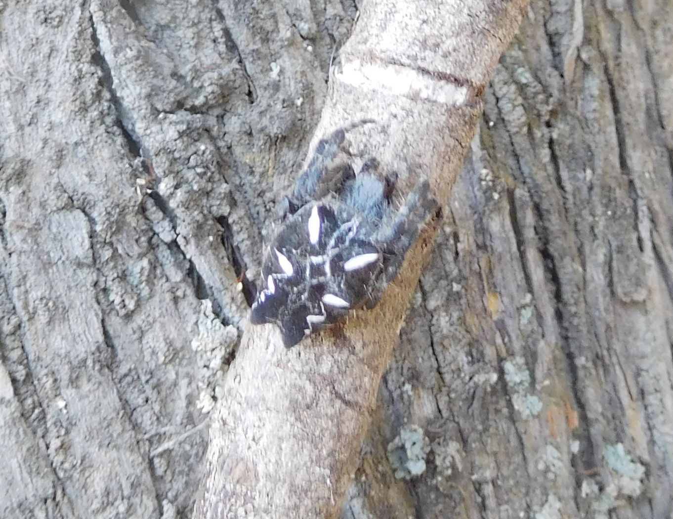 CYrtophora citricola - Marina di San Nicola (Ladispoli - RM)