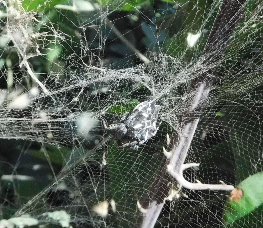 CYrtophora citricola - Marina di San Nicola (Ladispoli - RM)