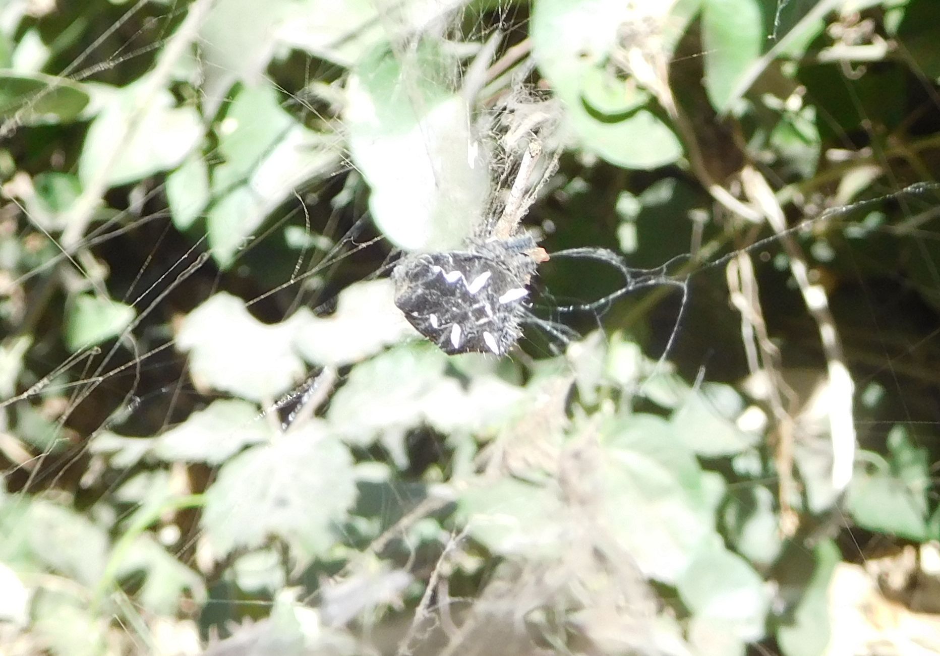 CYrtophora citricola - Marina di San Nicola (Ladispoli - RM)