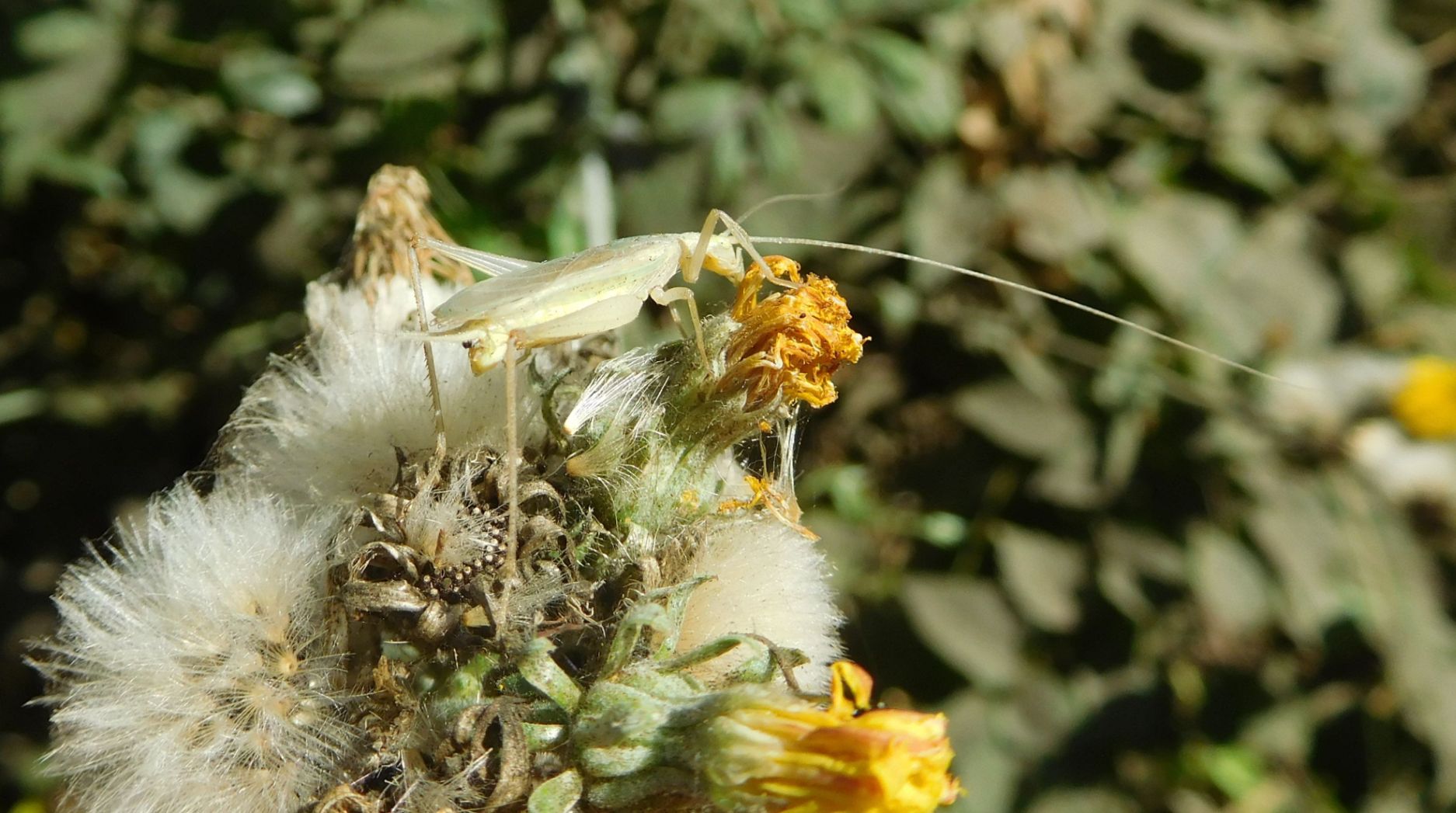 Oecanthus sp.  (Oecanthidae)