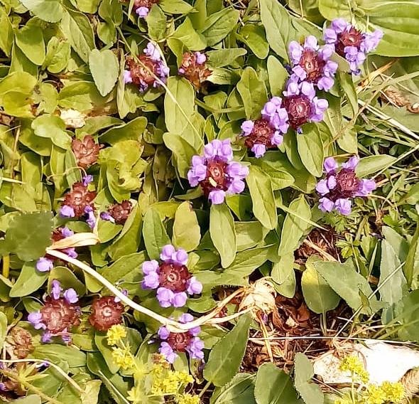Prunella vulgaris o Prunella grandiflora (Lamiaceae)