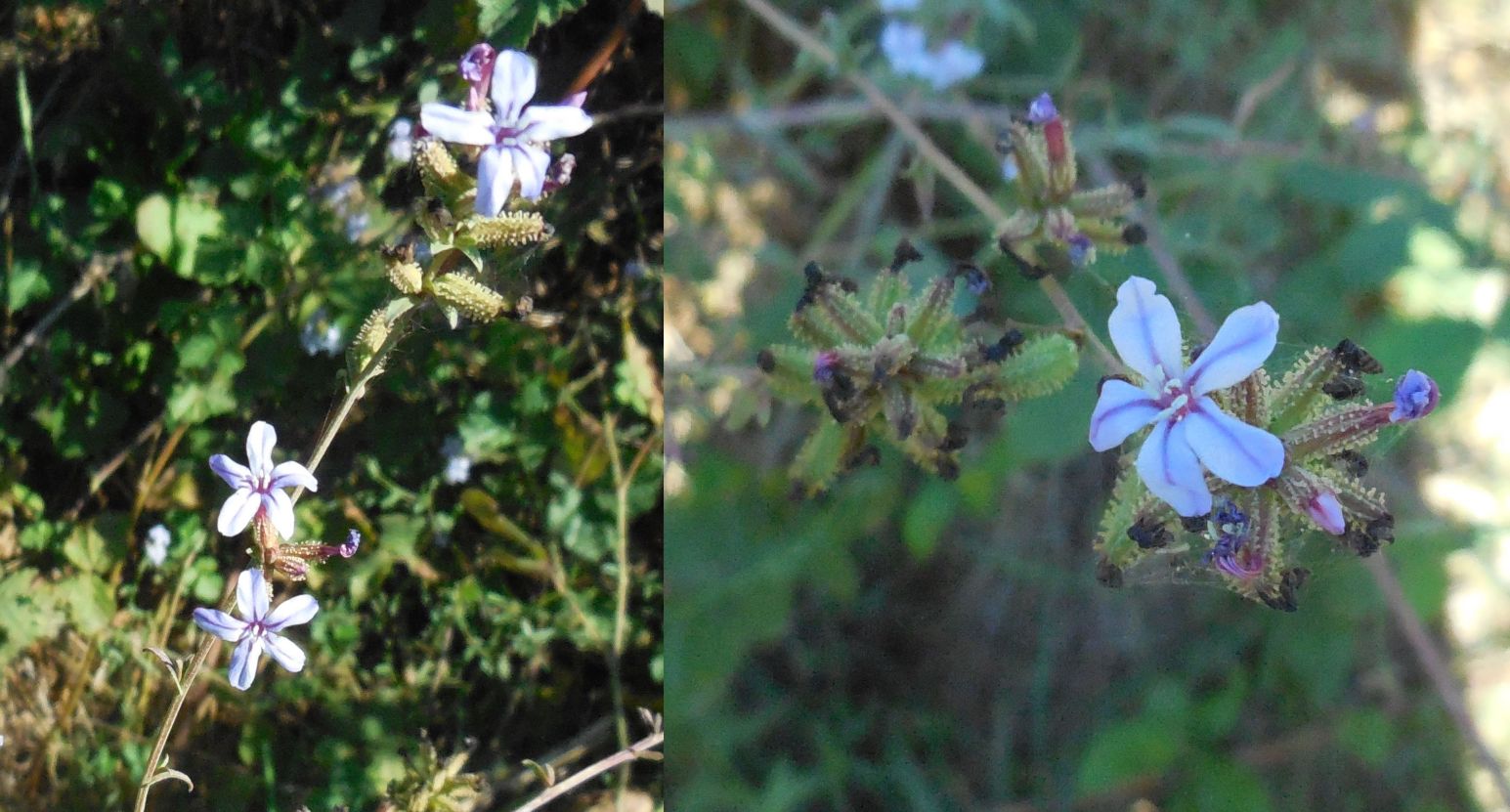 Plumbago europaea