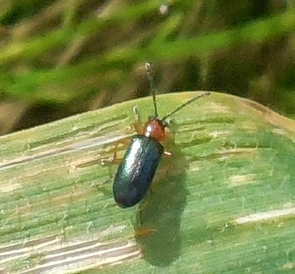 Chrysomelidae, Oulema sp.