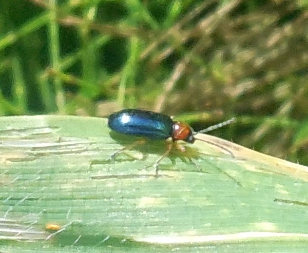 Chrysomelidae, Oulema sp.
