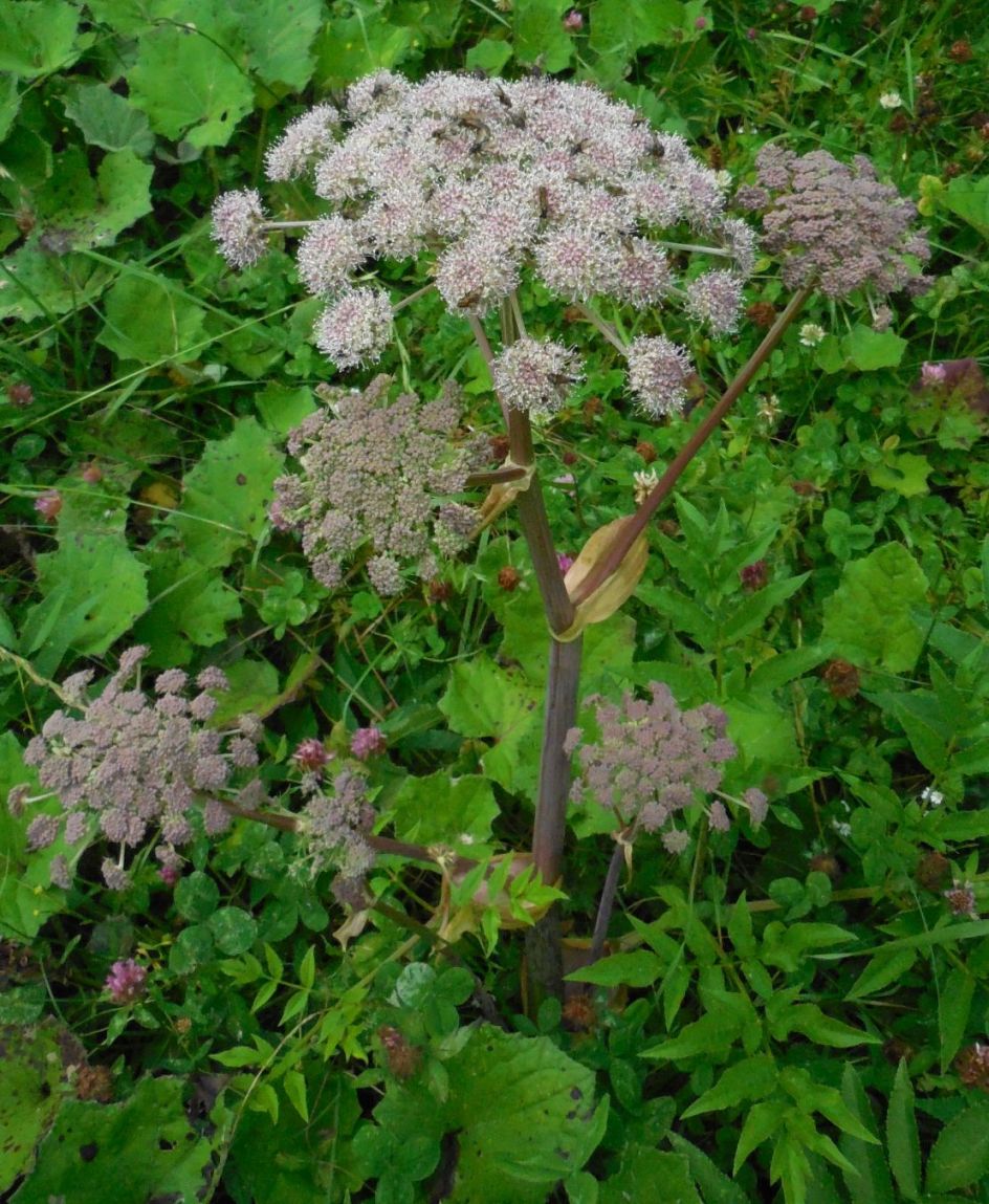 ombrellifera altoatesina - Angelica sylvestris