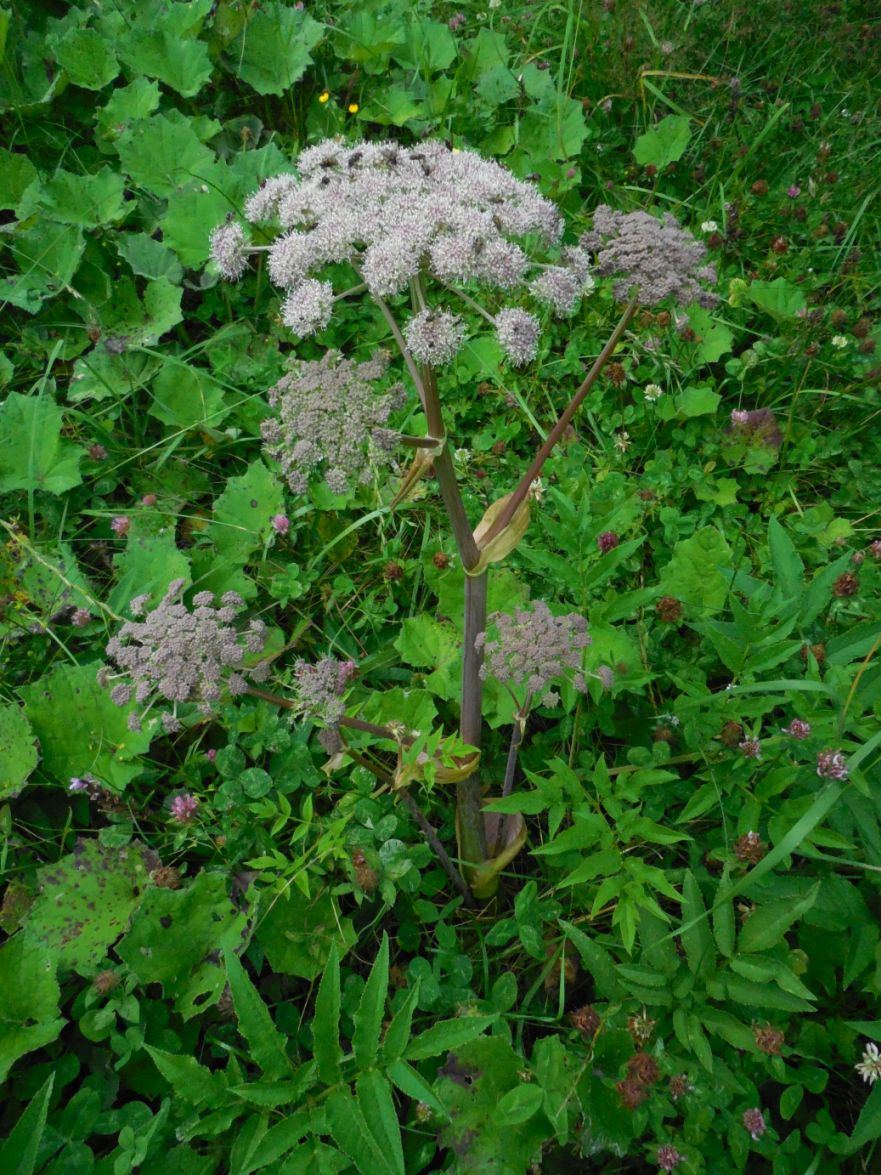 ombrellifera altoatesina - Angelica sylvestris