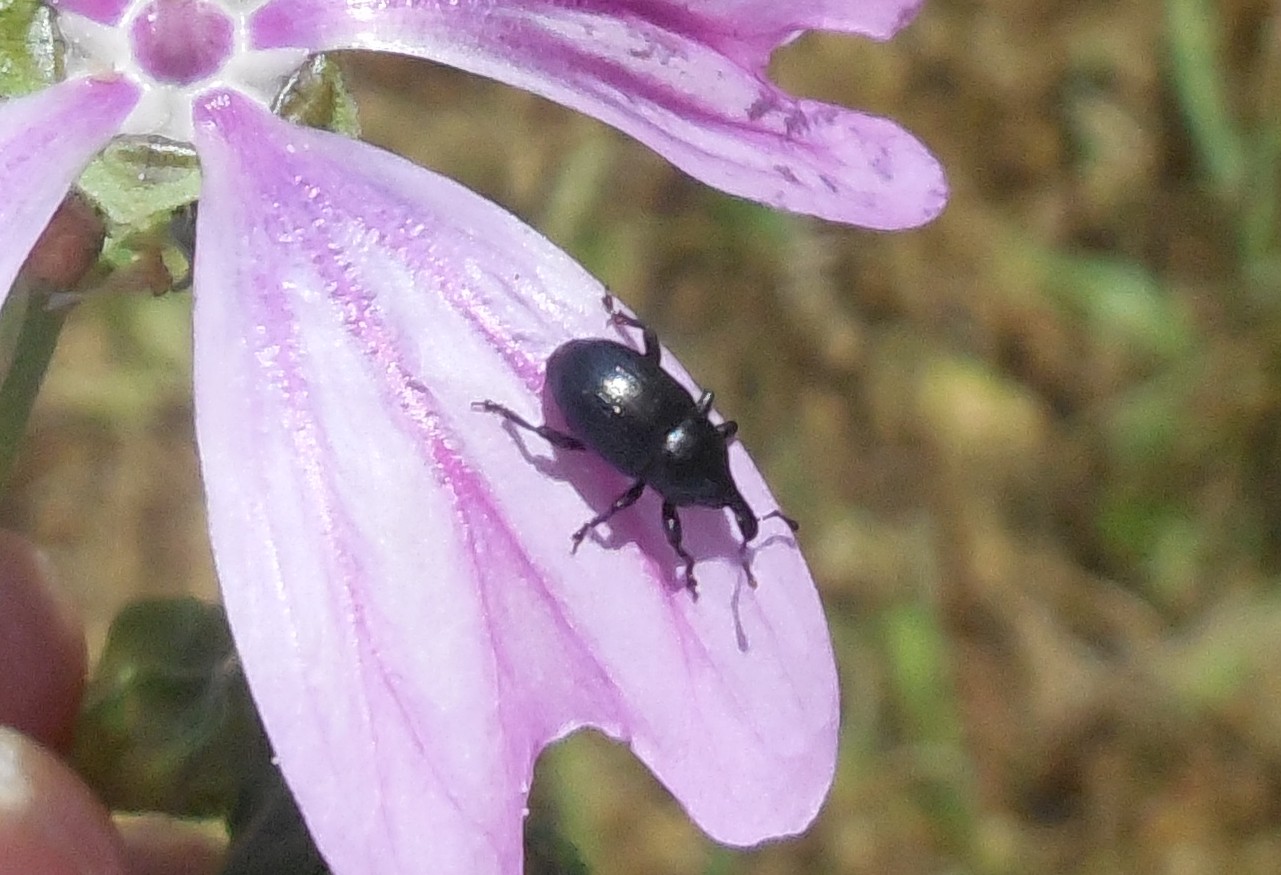 Curculionidae:  Malvaevora timida