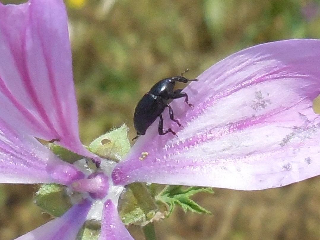 Curculionidae:  Malvaevora timida