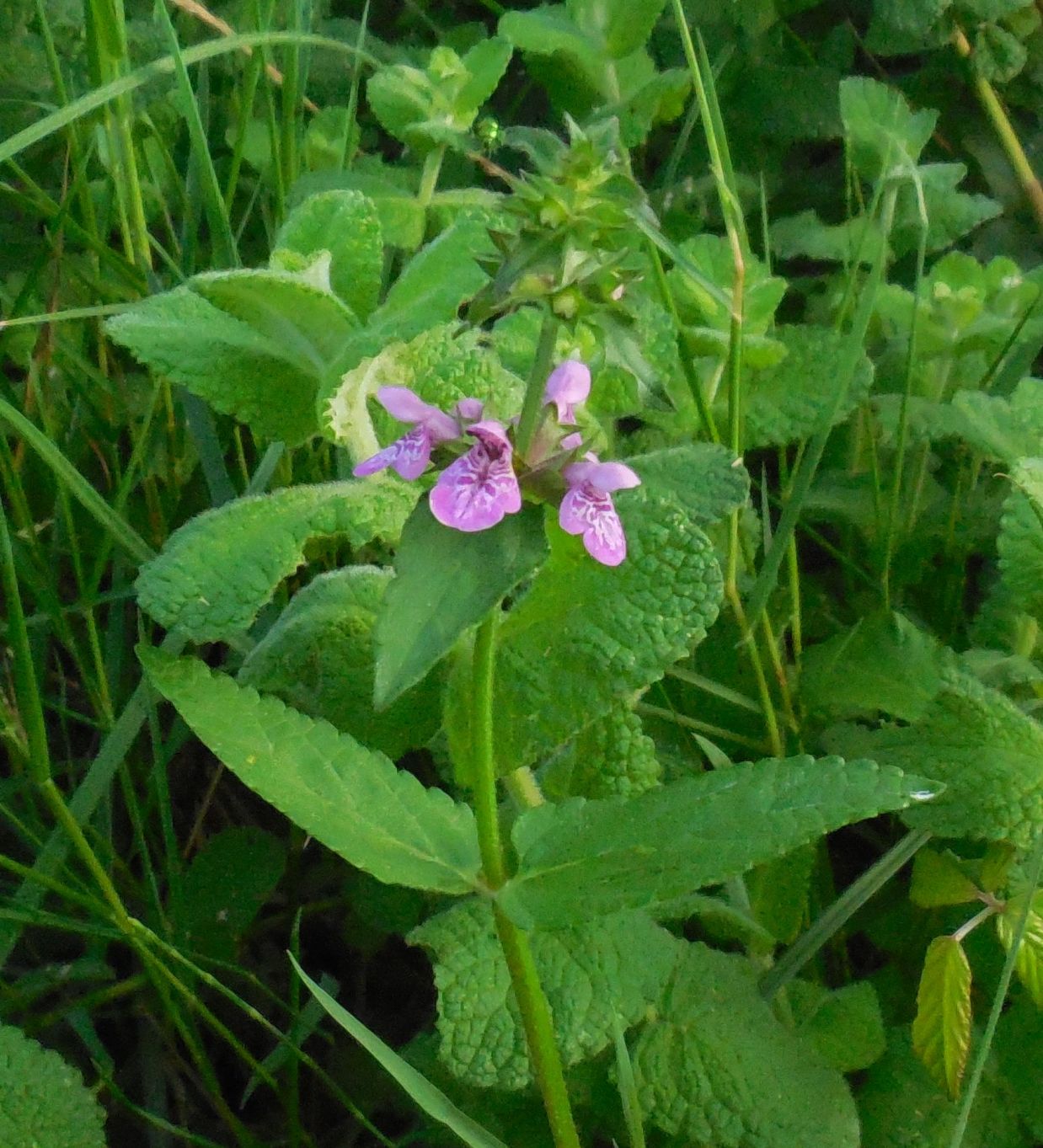 Stachys palustris