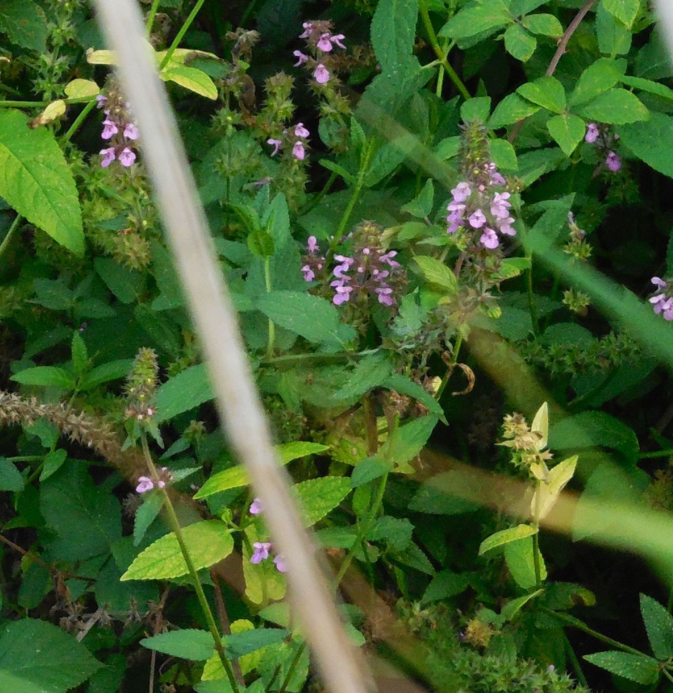 Stachys palustris