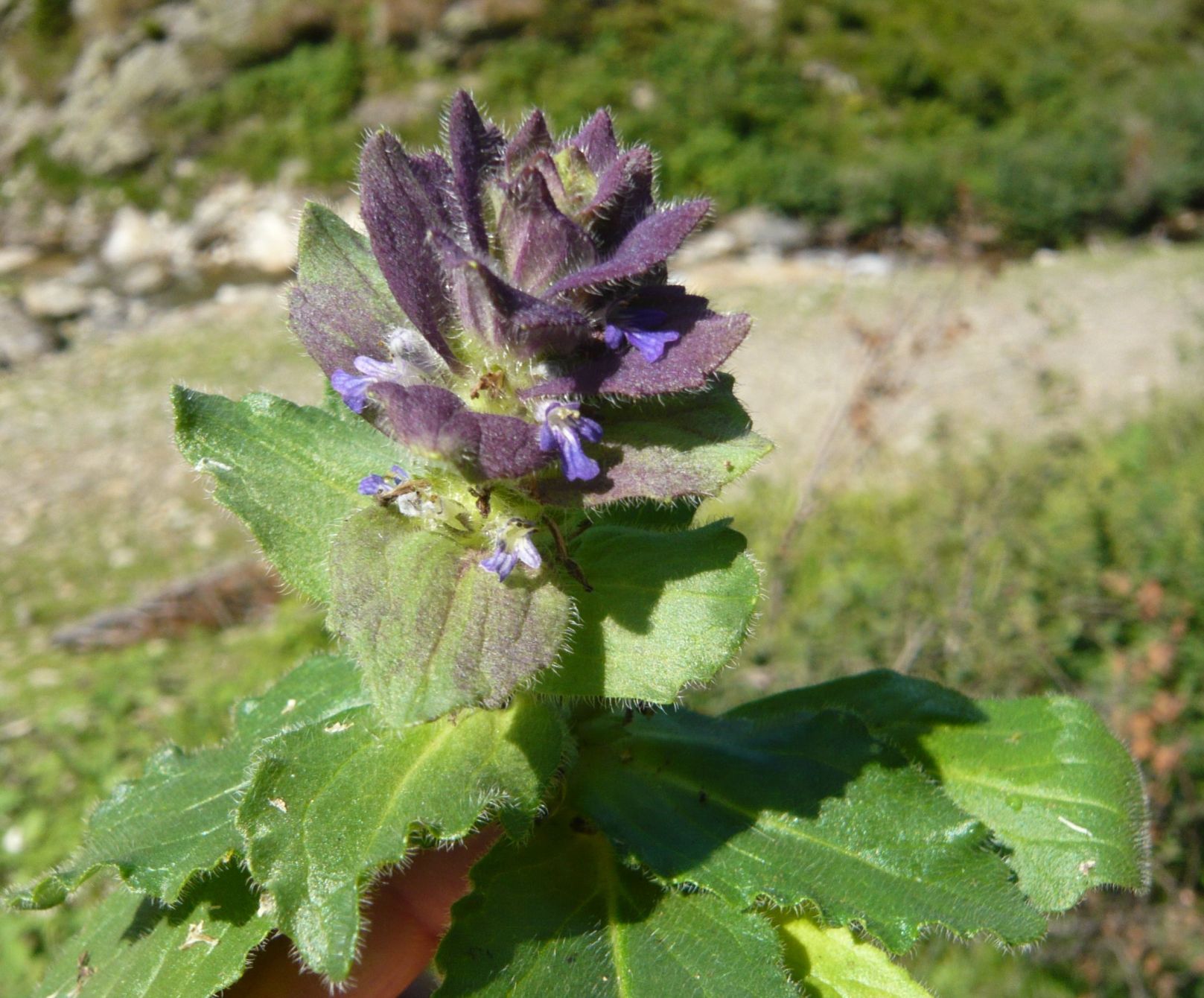 Ajuga pyramidalis