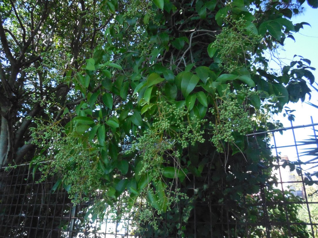 albero da daterminare - Ligustrum sp.