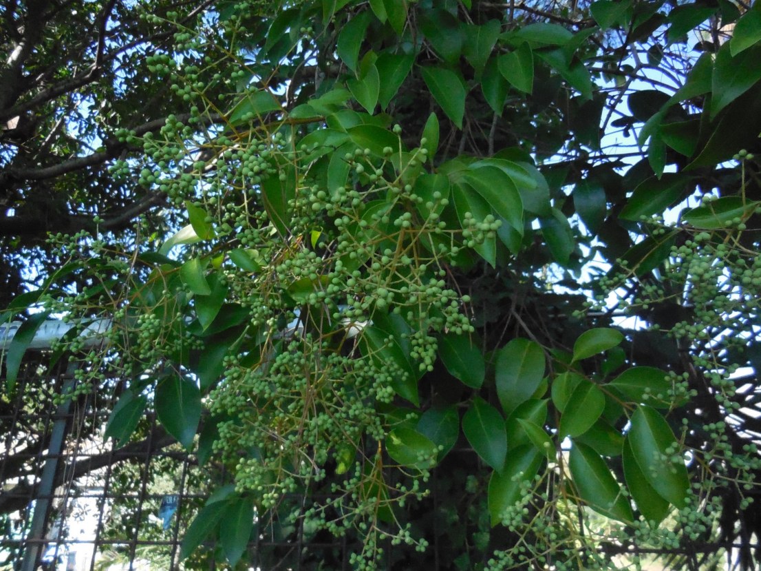 albero da daterminare - Ligustrum sp.