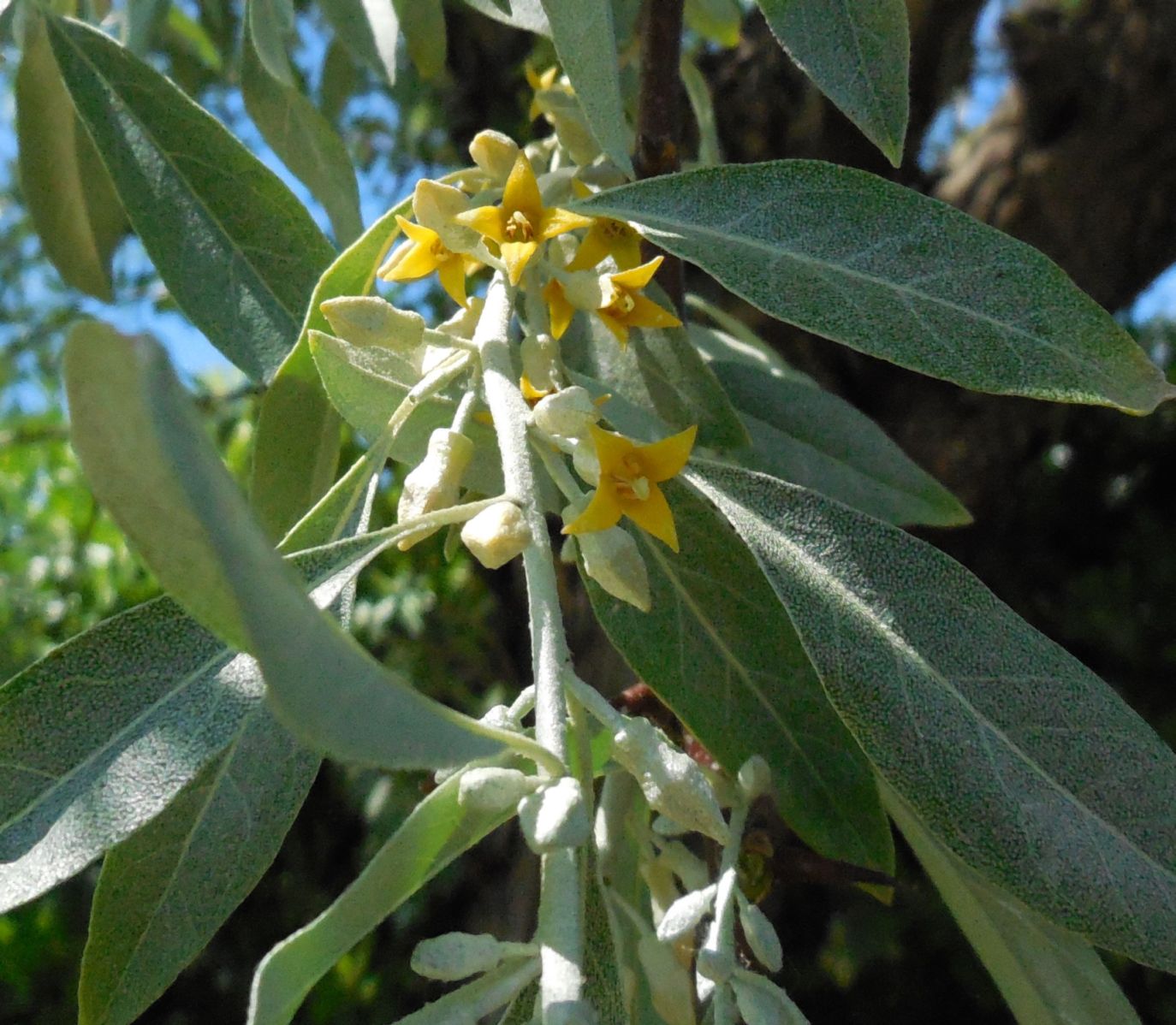 Elaeagnus angustifolia / Olivagno