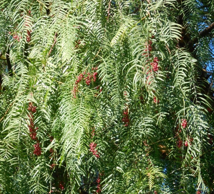 Schinus molle (Anacardiaceae)