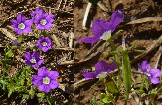 Legousia speculum-veneris