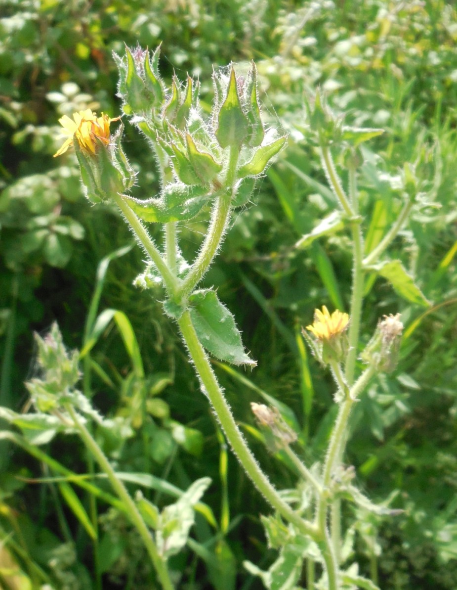 asteracea da determinare 31mag - Helminthotheca echioides