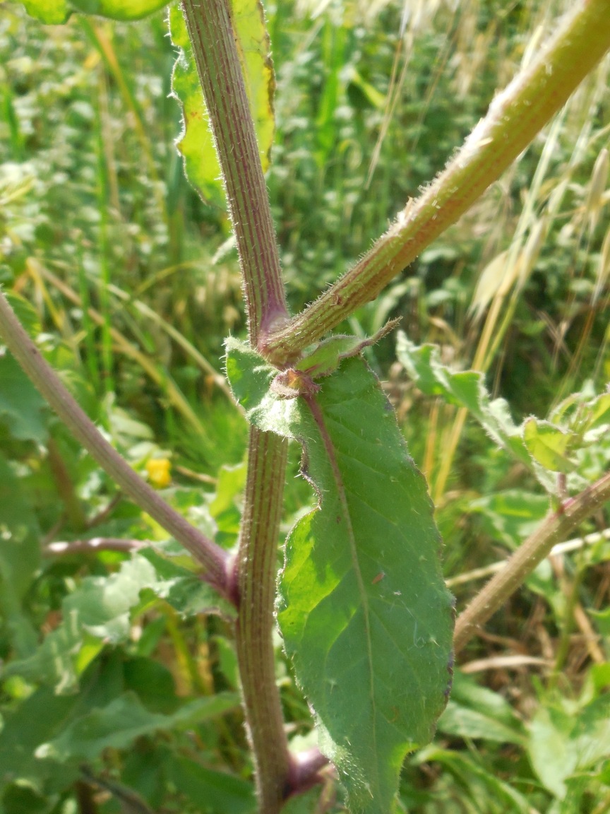 asteracea da determinare 31mag - Helminthotheca echioides