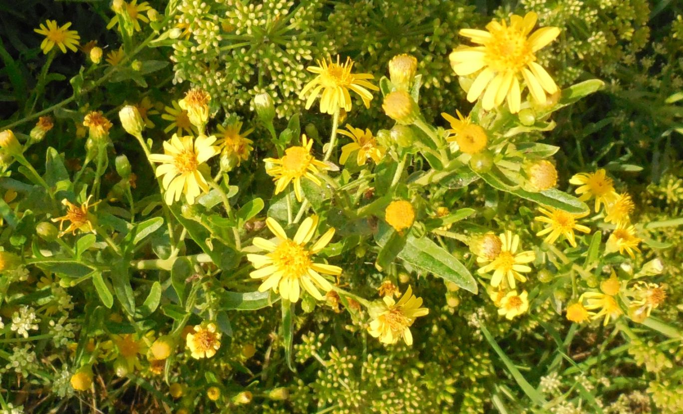 Dittrichia viscosa  (Asteraceae)