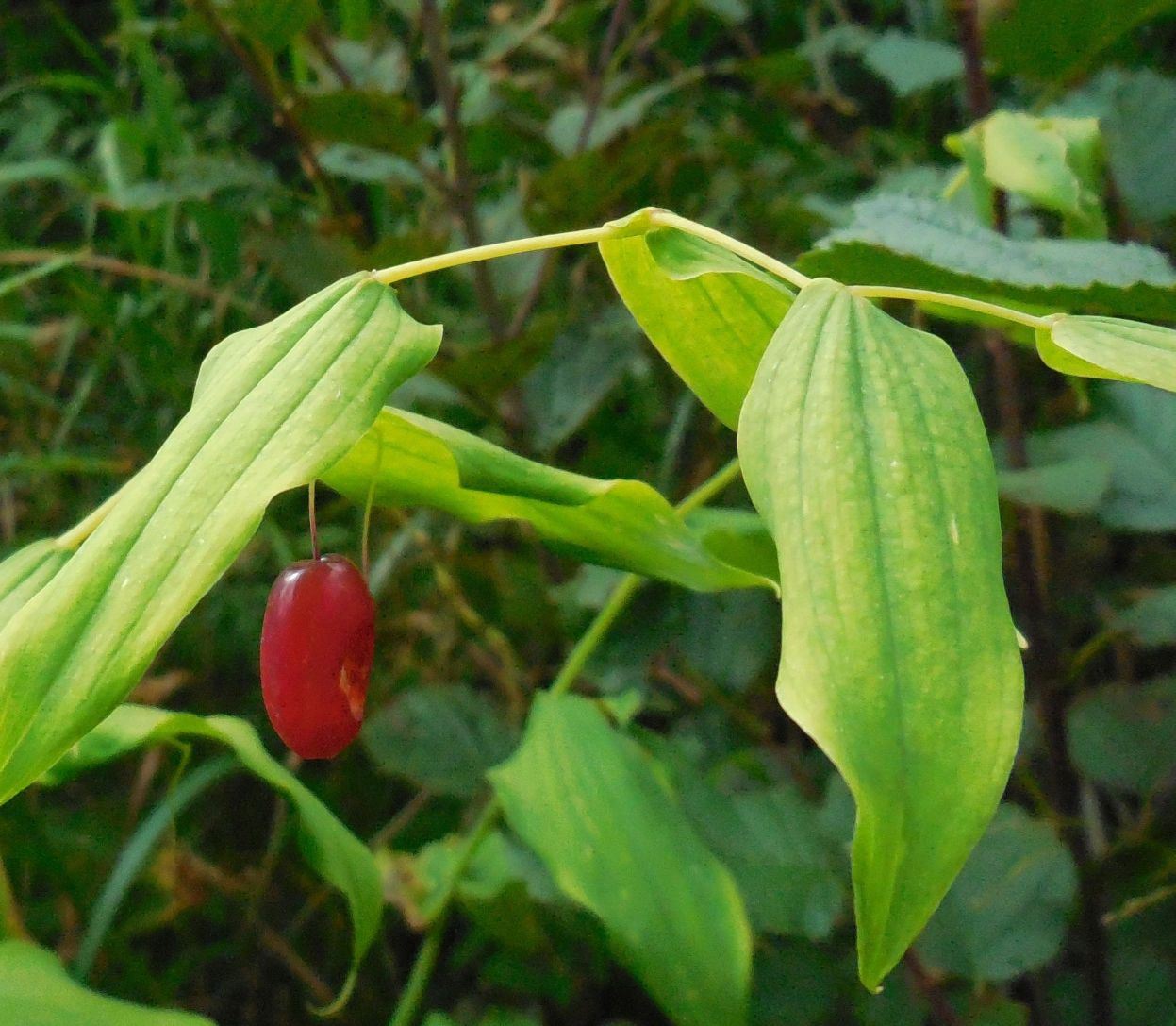 Streptopus amplexifolius