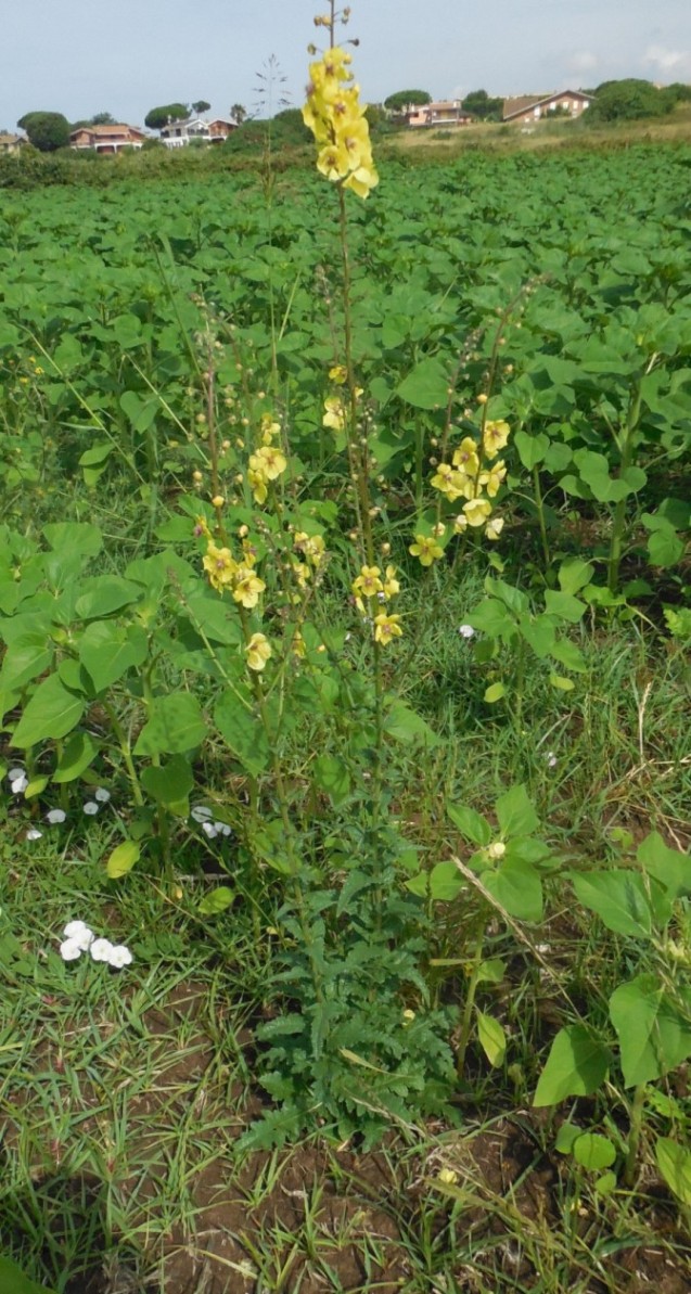 Verbascum blattaria