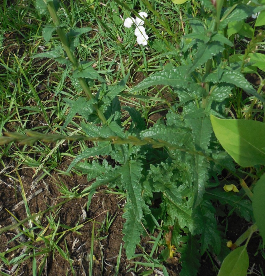 Verbascum blattaria