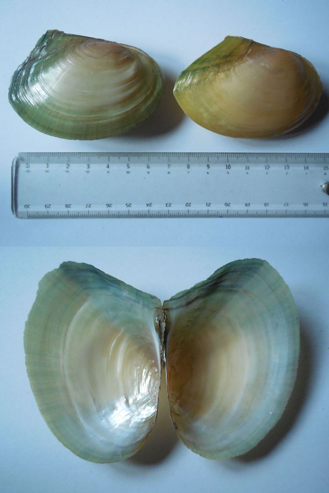 bivalve da determinare