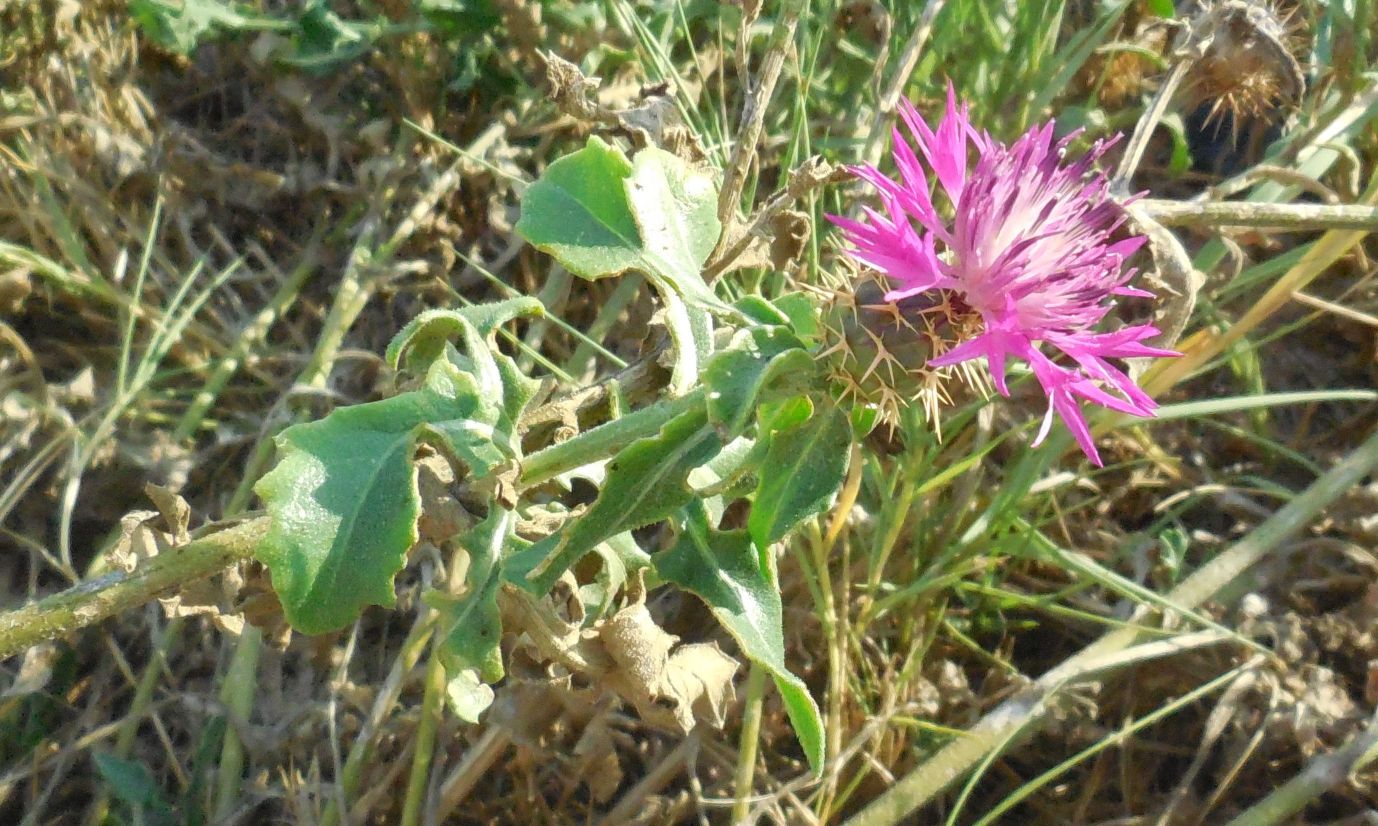 Centaurea sphaerocephala / Fiordaliso delle spiagge