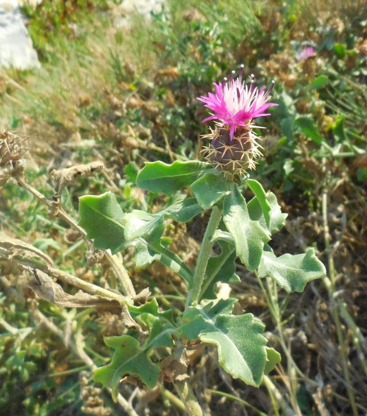 Centaurea sphaerocephala / Fiordaliso delle spiagge