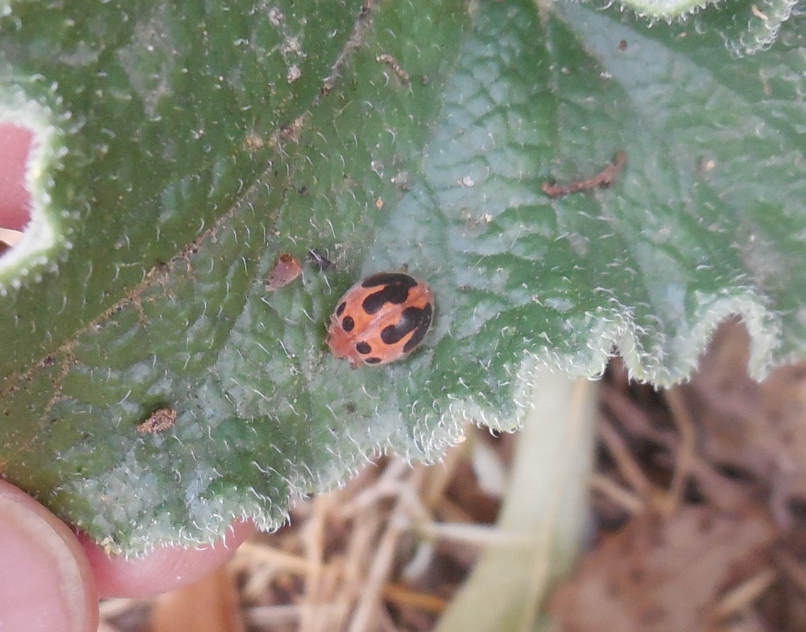 Coccinellidae, Henosepilachna elaterii